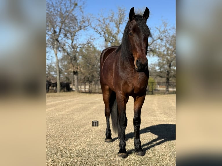 American Quarter Horse Gelding 4 years 16 hh Bay in Jacksboro TX