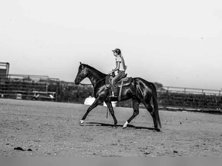 American Quarter Horse Gelding 4 years 16 hh Black in Canistota