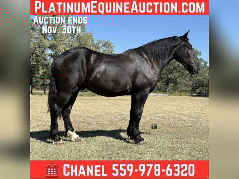 American Quarter Horse Gelding 4 years 16 hh Black in Jacksboro TX