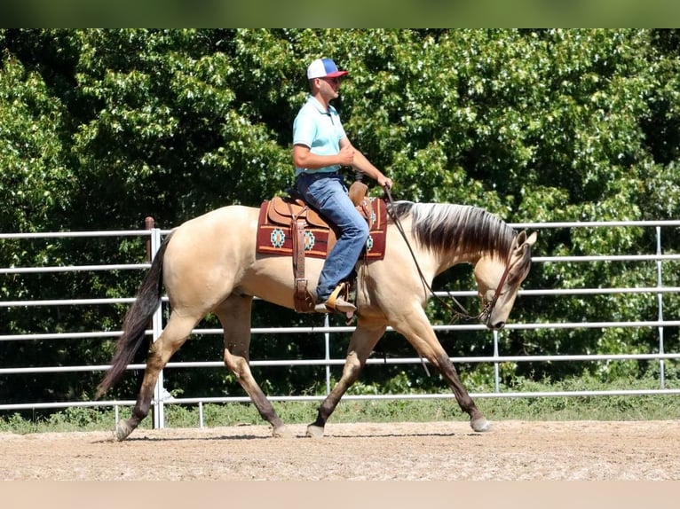 American Quarter Horse Gelding 4 years 16 hh Buckskin in Mount Vernon