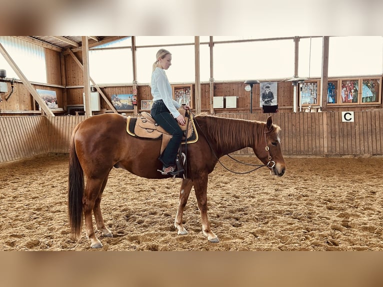 American Quarter Horse Gelding 4 years 16 hh Chestnut-Red in Weilrod