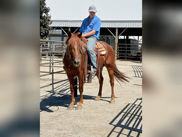 American Quarter Horse Gelding 4 years 16 hh Chestnut in Van Horne IA