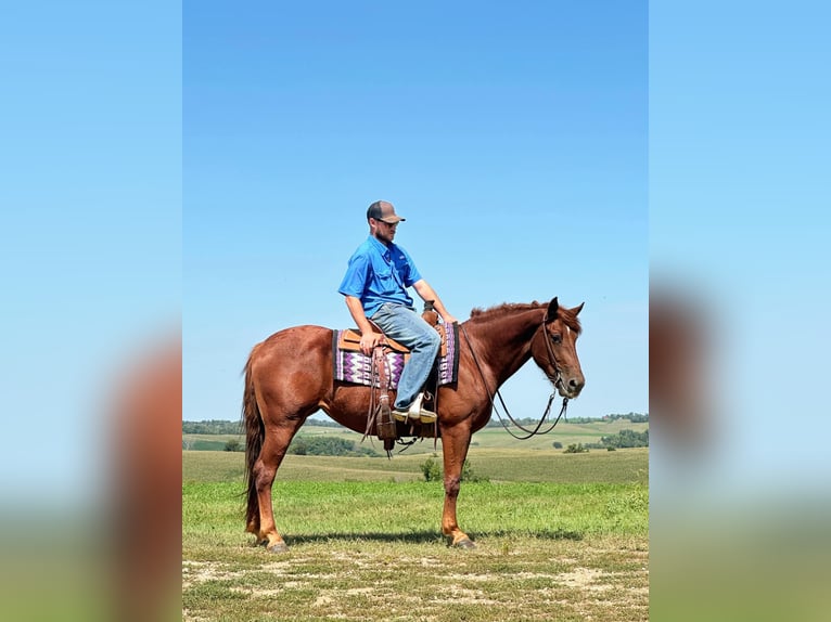 American Quarter Horse Gelding 4 years 16 hh Chestnut in Van Horne IA