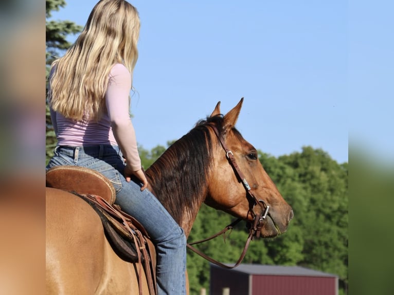 American Quarter Horse Gelding 4 years 16 hh Dun in Howell