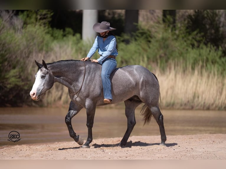 American Quarter Horse Gelding 4 years 16 hh Gray in Canyon, TX