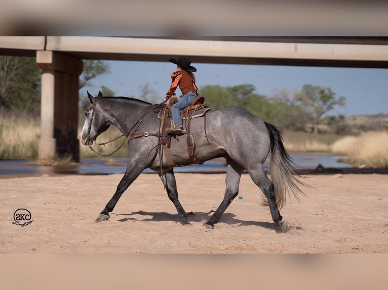 American Quarter Horse Gelding 4 years 16 hh Gray in Canyon, TX