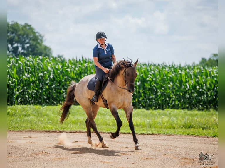 American Quarter Horse Gelding 4 years 16 hh Grullo in Auburn