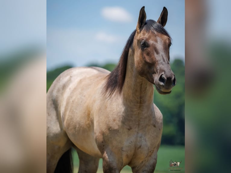 American Quarter Horse Gelding 4 years 16 hh Grullo in Auburn