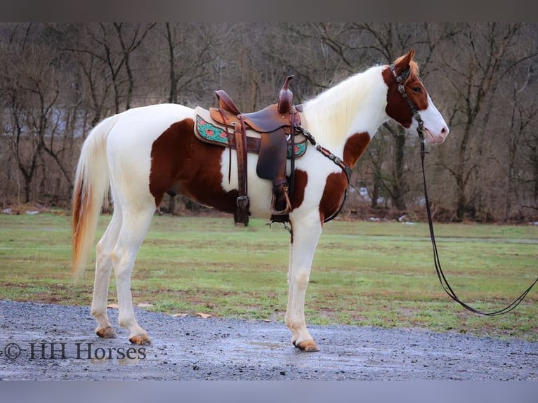 American Quarter Horse Gelding 4 years 16 hh Tobiano-all-colors in Flemingsburg, Ky