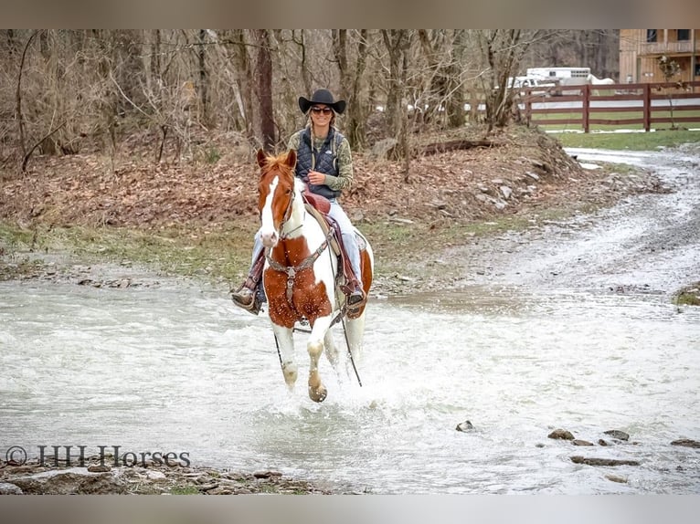 American Quarter Horse Gelding 4 years 16 hh Tobiano-all-colors in Flemingsburg, Ky