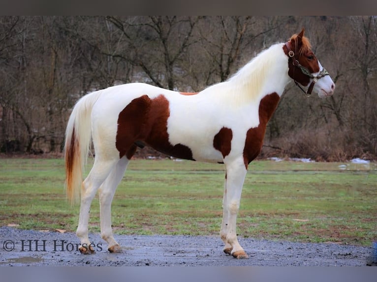 American Quarter Horse Gelding 4 years 16 hh Tobiano-all-colors in Flemingsburg, Ky