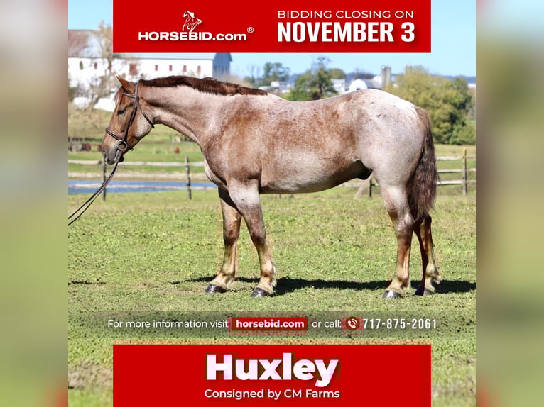 American Quarter Horse Mix Gelding 4 years 16,1 hh Roan-Red in Gap