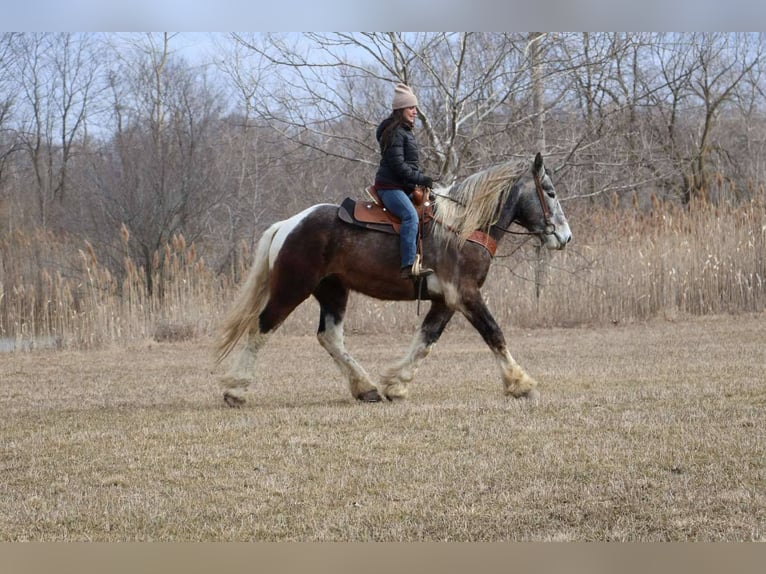 American Quarter Horse Gelding 4 years 17,1 hh Tobiano-all-colors in Howell MI