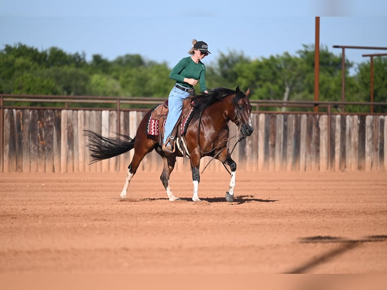 American Quarter Horse Gelding 4 years Bay in Waco