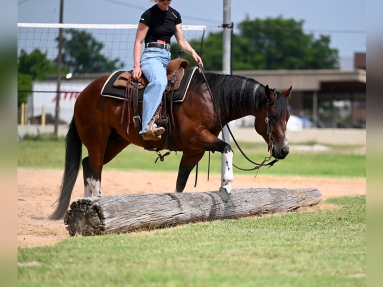 American Quarter Horse Gelding 4 years Bay in Waco