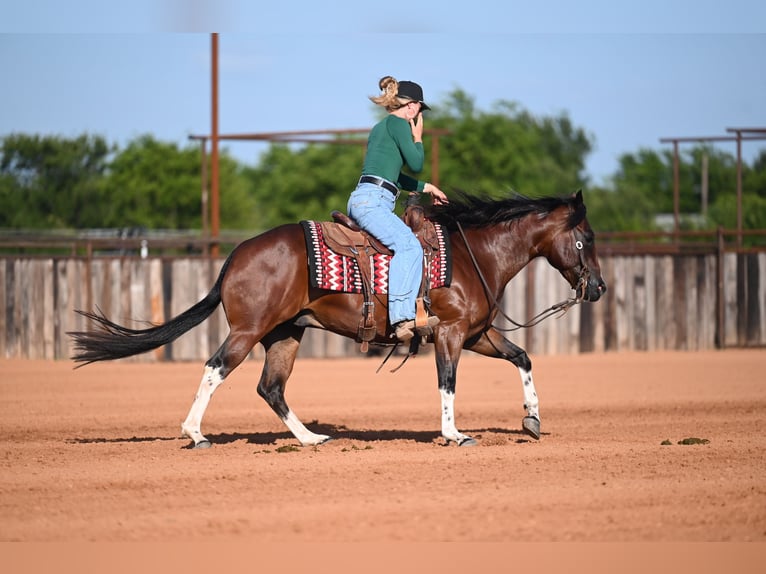 American Quarter Horse Gelding 4 years Bay in Waco