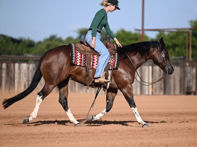 American Quarter Horse Gelding 4 years Bay in Waco