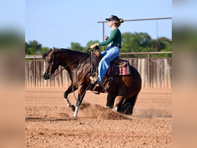 American Quarter Horse Gelding 4 years Bay in Waco