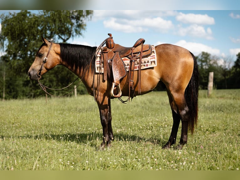 American Quarter Horse Gelding 4 years Buckskin in Orrville