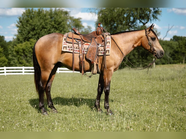 American Quarter Horse Gelding 4 years Buckskin in Orrville