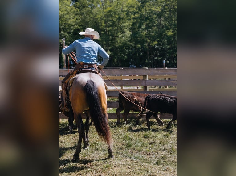 American Quarter Horse Gelding 4 years Buckskin in Orrville