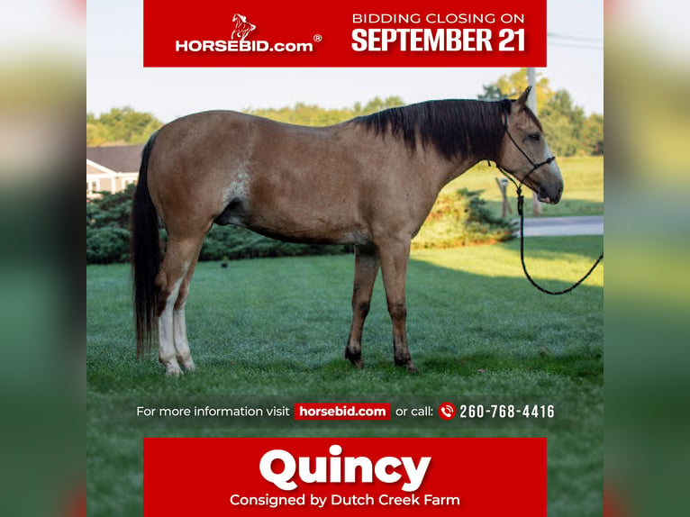 American Quarter Horse Mix Gelding 4 years Buckskin in Shipshewana