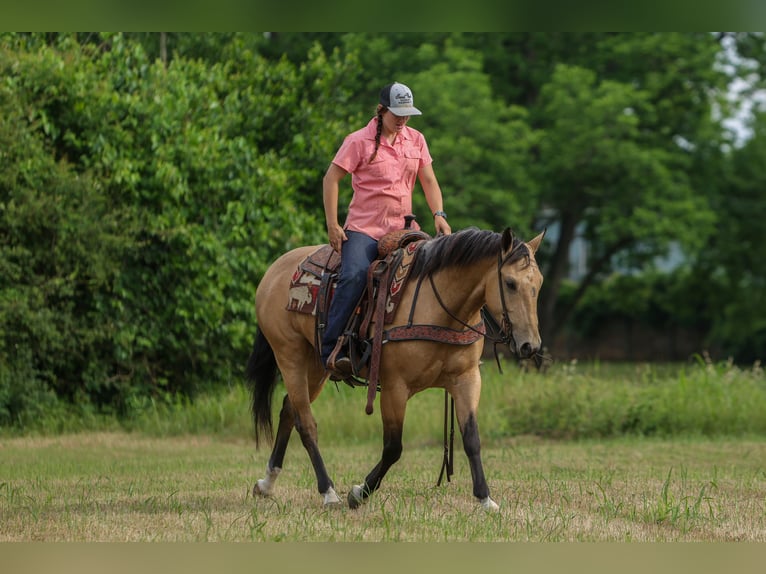 American Quarter Horse Gelding 4 years Buckskin in Rusk