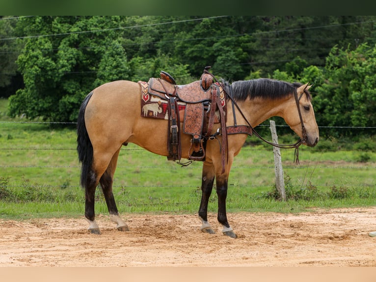 American Quarter Horse Gelding 4 years Buckskin in Rusk