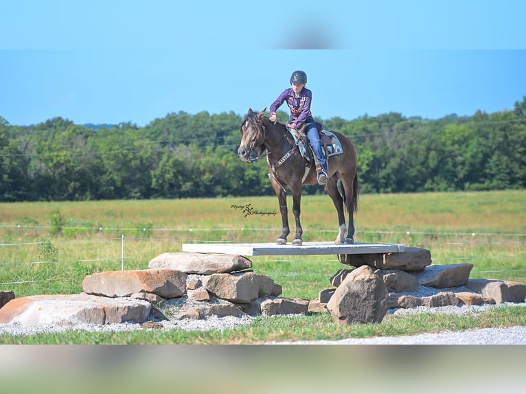 American Quarter Horse Gelding 4 years Buckskin in La Grange
