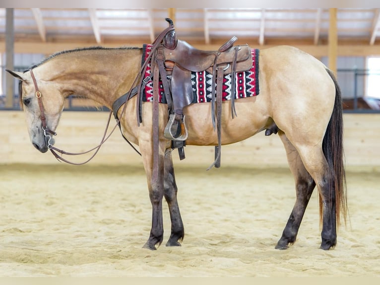 American Quarter Horse Gelding 4 years Buckskin in Rebersburg