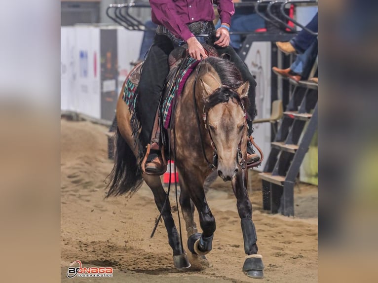 American Quarter Horse Gelding 4 years Buckskin in Monza