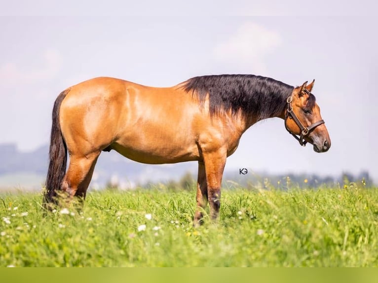 American Quarter Horse Gelding 4 years Buckskin in Ungenach