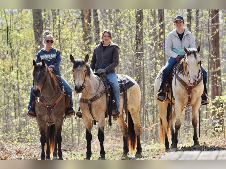 American Quarter Horse Gelding 4 years Buckskin in Rineyville