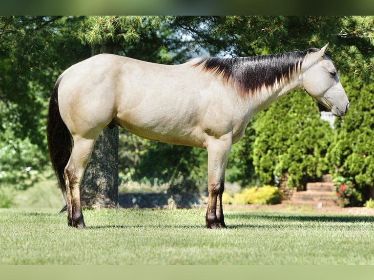 American Quarter Horse Gelding 4 years Buckskin in Rineyville