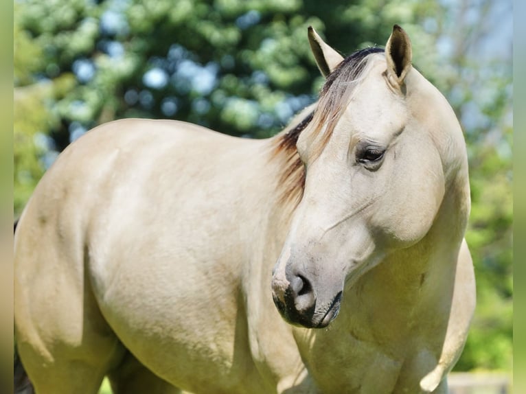 American Quarter Horse Gelding 4 years Buckskin in Rineyville