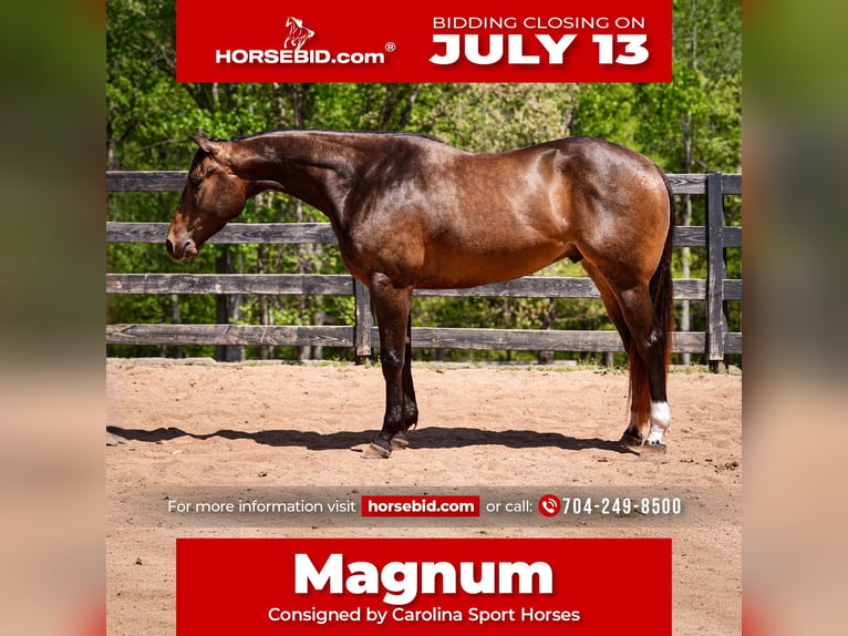 American Quarter Horse Gelding 4 years Buckskin in Clover