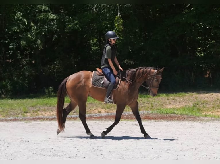 American Quarter Horse Gelding 4 years Buckskin in Clover