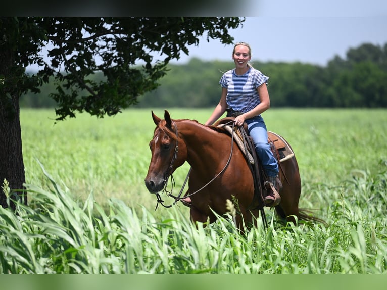 American Quarter Horse Gelding 4 years Chestnut in Waco
