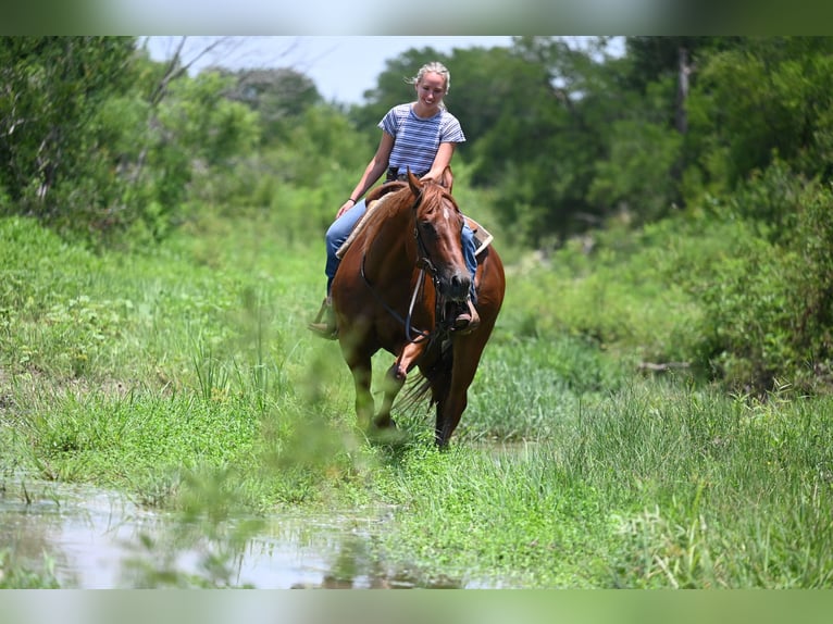 American Quarter Horse Gelding 4 years Chestnut in Waco