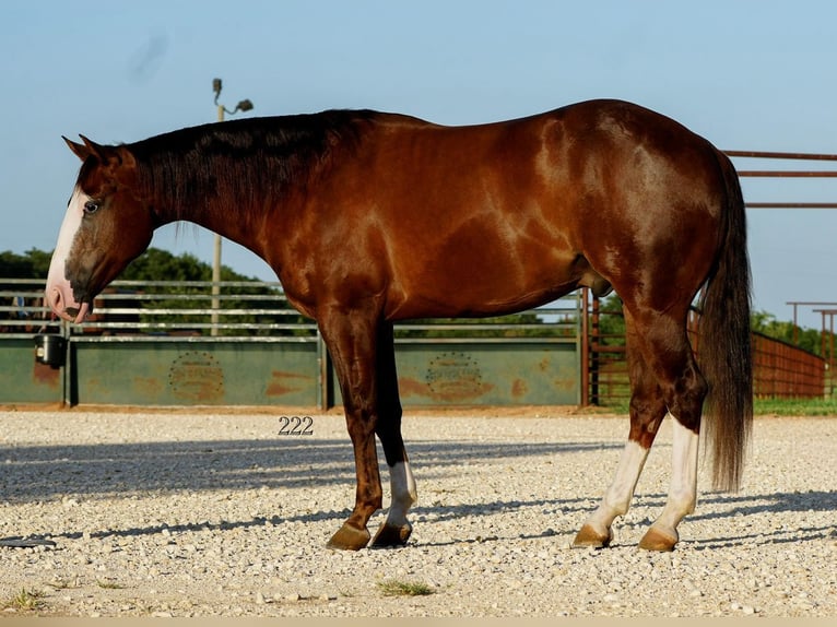 American Quarter Horse Gelding 4 years Chestnut in Cisco