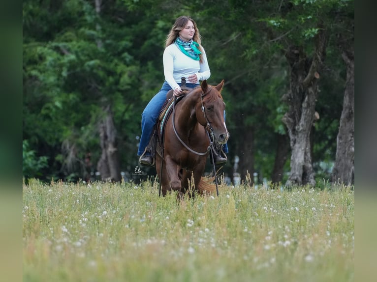 American Quarter Horse Gelding 4 years Chestnut-Red in Terrell