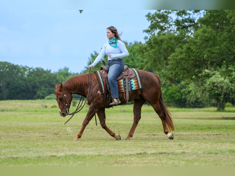 American Quarter Horse Gelding 4 years Chestnut-Red in Terrell