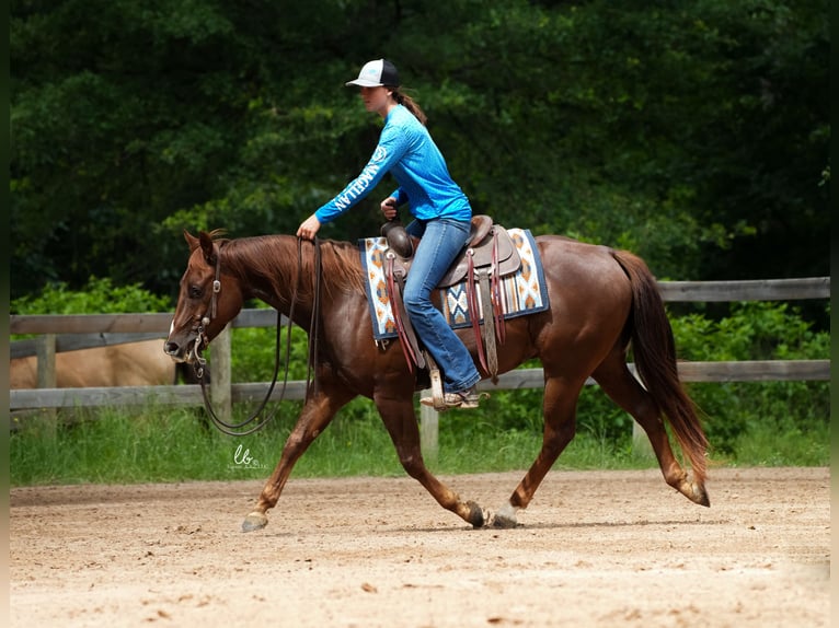 American Quarter Horse Gelding 4 years Chestnut-Red in Terrell