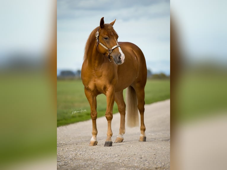 American Quarter Horse Gelding 4 years Chestnut-Red in Moosthenning