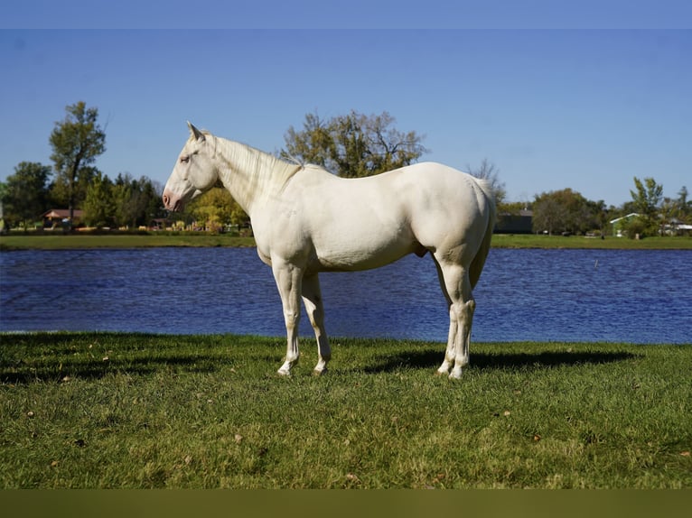 American Quarter Horse Gelding 4 years Cremello in Corsica