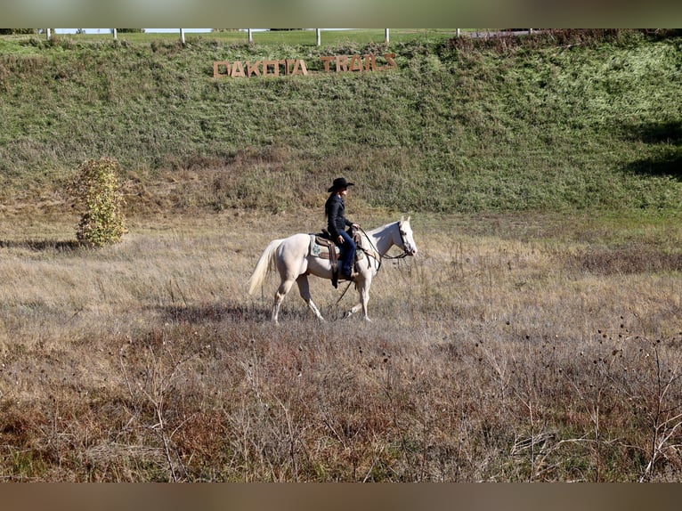 American Quarter Horse Gelding 4 years Cremello in Corsica