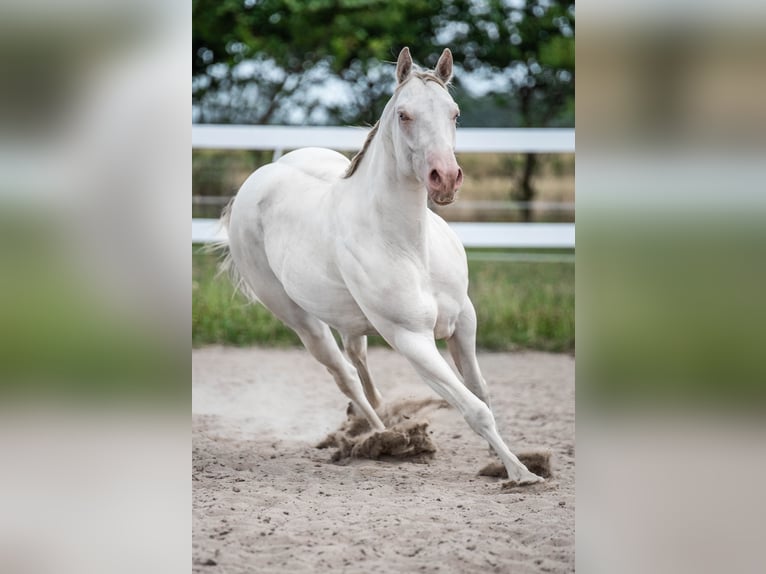 American Quarter Horse Gelding 4 years Cremello in Sochaczew