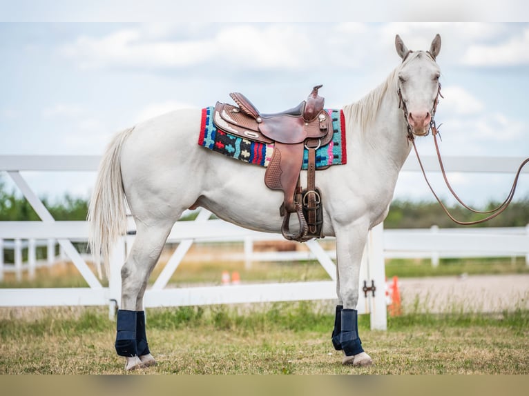 American Quarter Horse Gelding 4 years Cremello in Sochaczew