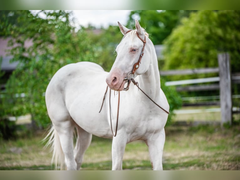 American Quarter Horse Gelding 4 years Cremello in Sochaczew
