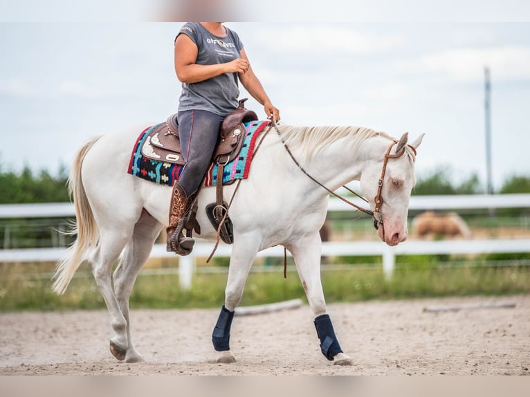 American Quarter Horse Gelding 4 years Cremello in Sochaczew